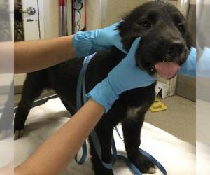 Labrador Retriever-Unknown Mix Dogs for adoption in Riverside, CA, USA