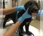Small Labrador Retriever Mix