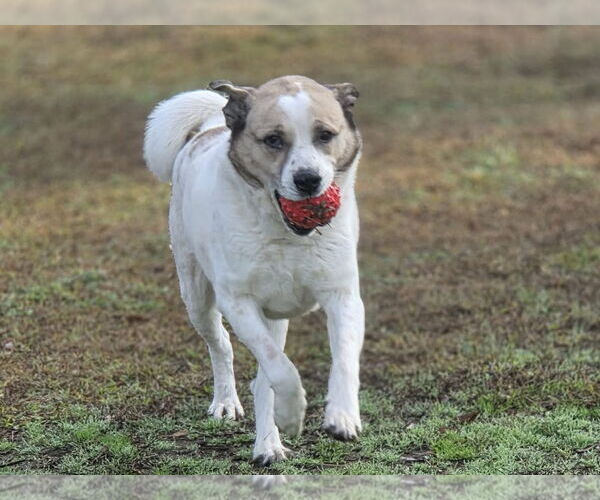 Medium Photo #2 Anatolian Shepherd-Labrador Retriever Mix Puppy For Sale in Anniston, AL, USA