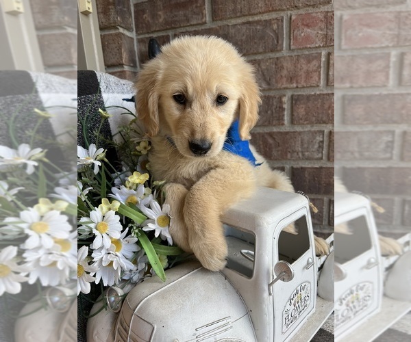 Medium Photo #2 Golden Retriever Puppy For Sale in RICHLAND, MO, USA