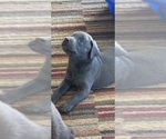 Small #13 Labrador Retriever