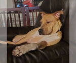Small #1 Boxer Mix