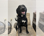 Small #1 Labrador Retriever Mix