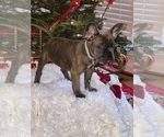 Small Photo #15 French Bulldog Puppy For Sale in FAYETTEVILLE, GA, USA