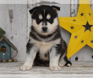 Siberian Husky Puppy for sale in FREDERICKSBG, OH, USA