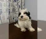 Small #7 Havanese