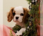 Small Photo #1 Cavalier King Charles Spaniel Puppy For Sale in SCOTTVILLE, MI, USA