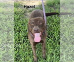 Small #1 Labrador Retriever Mix