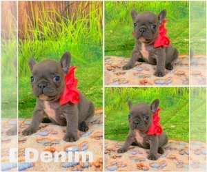 French Bulldog Puppy for Sale in Milwaukee, Wisconsin USA