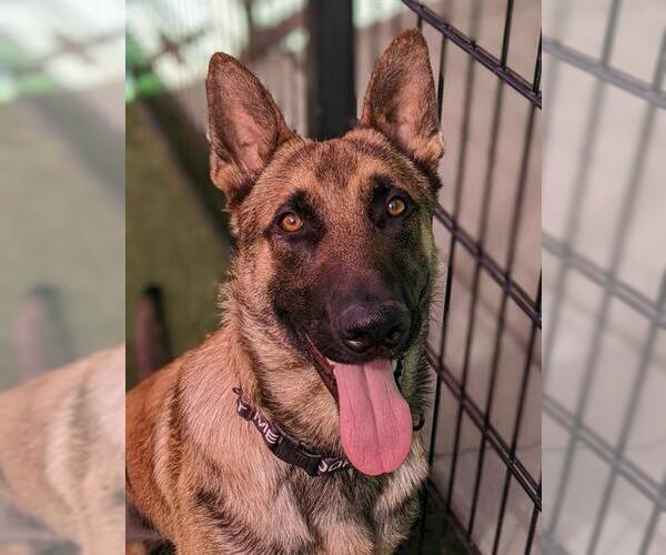 Medium Photo #2 Mutt Puppy For Sale in Sacramento, CA, USA