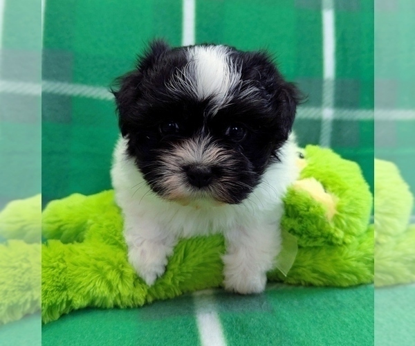Medium Photo #4 Havanese Puppy For Sale in POST FALLS, ID, USA