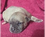 Small #5 American Bully