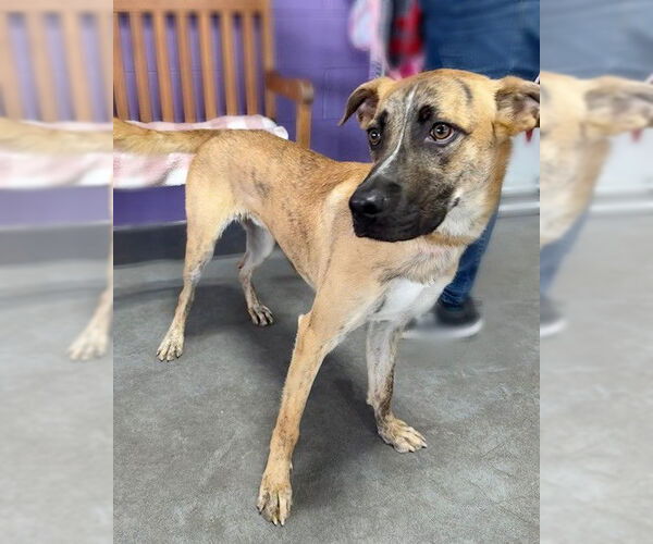 Medium Photo #2 Mutt Puppy For Sale in Genesee, WI, USA