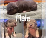 Puppy Puppy 9 American Bully