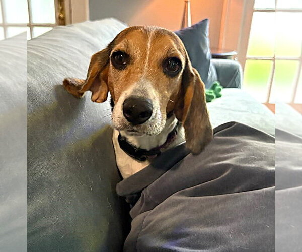 Medium Photo #6 Beagle Puppy For Sale in Dunnellon, FL, USA