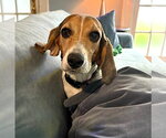 Small #5 Beagle