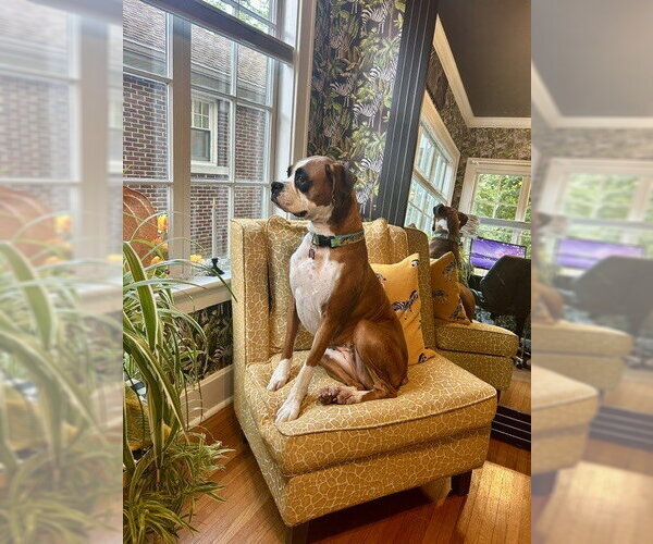 Medium Photo #2 Boxer Puppy For Sale in Evansville, IN, USA