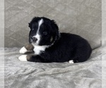 Small Photo #26 Australian Shepherd Puppy For Sale in SALISBURY, NC, USA