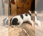Small Photo #9 Maltipoo-Schnauzer (Miniature) Mix Puppy For Sale in ROSELAND, VA, USA