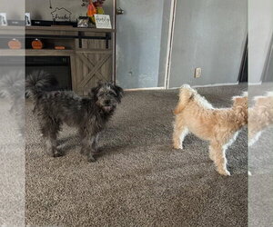 Lilo - Female Poodle (Miniature)-Unknown Mix Dog for Adoption - Photo #3