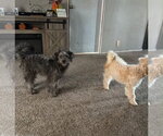 Small Photo #3 Poodle (Miniature)-Unknown Mix Puppy For Sale in Grafton, WI, USA