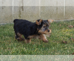 Small #2 Yorkshire Terrier