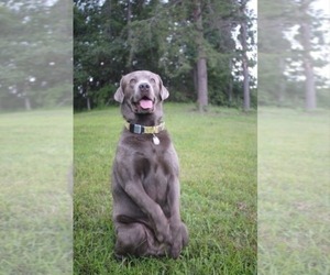 Father of the Labrador Retriever puppies born on 08/19/2025