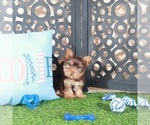 Small #2 Yorkshire Terrier