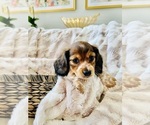 Small Photo #3 Dachshund Puppy For Sale in LAKE MURRAY, SC, USA
