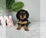 Small Photo #4 Dachshund Puppy For Sale in FRANKLIN, IN, USA