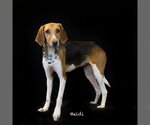Small Photo #2 English Foxhound-Unknown Mix Puppy For Sale in Hot Springs Village, AR, USA