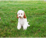 Small #4 Cavapoo (Miniature)
