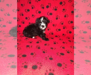 Yorkshire Terrier Puppy for sale in LAPEER, MI, USA
