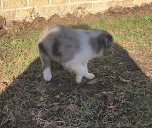 Medium Photo #3 Australian Shepherd Puppy For Sale in SILVER CREEK, MS, USA