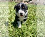 Small Photo #29 Australian Shepherd Puppy For Sale in PASO ROBLES, CA, USA