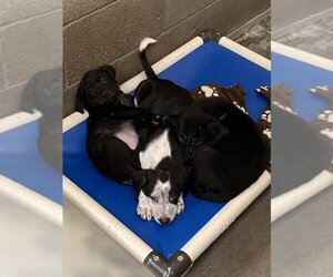 Borador Dogs for adoption in Lovelock, NV, USA