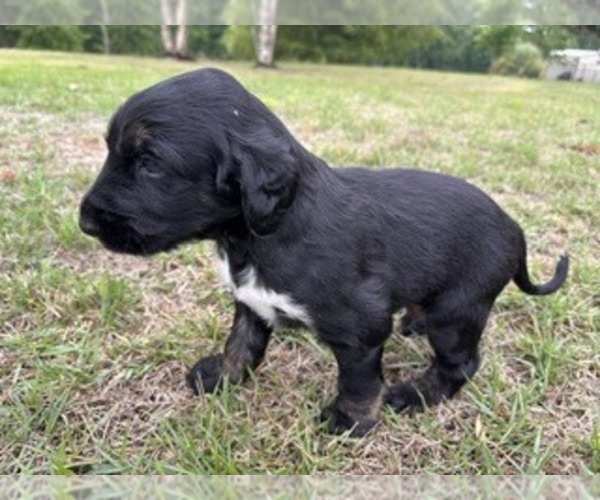 Medium Photo #3 Afghan Hound Puppy For Sale in VIDALIA, GA, USA