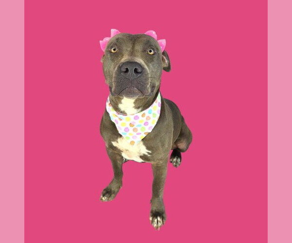 Medium Photo #1 Mutt Puppy For Sale in Bakersfield, CA, USA