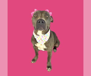 Mutt Dogs for adoption in Bakersfield, CA, USA