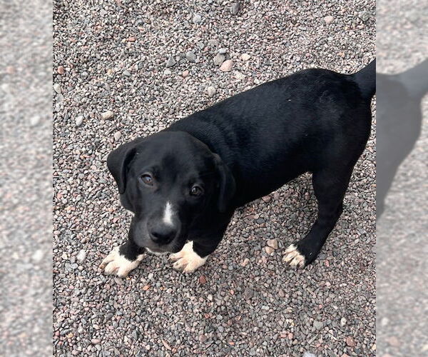 Medium Photo #3 Labrador Retriever-Unknown Mix Puppy For Sale in Webster, WI, USA
