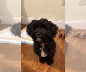 Father of the Maltipoo (Toy) puppies born on 12/17/2025