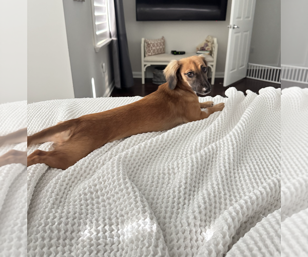 Medium Photo #5 Dachshund-Unknown Mix Puppy For Sale in Weston, FL, USA