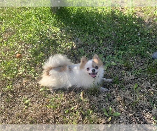 Medium Photo #1 Pomeranian Puppy For Sale in BUSH, LA, USA