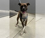 Small American Pit Bull Terrier