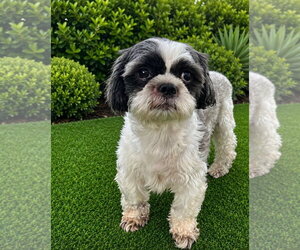 Shih Tzu Dogs for adoption in Bellevue, WA, USA