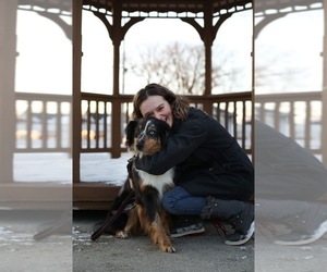 Mother of the Australian Shepherd puppies born on 10/23/2021