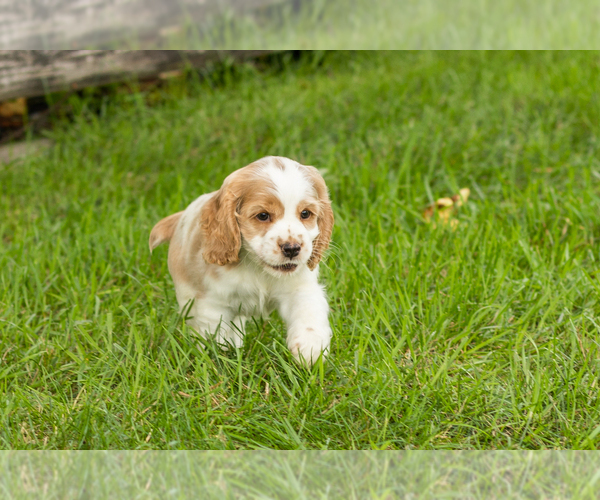 Medium Photo #4 Cocker Spaniel Puppy For Sale in NAPPANEE, IN, USA