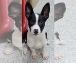 Small Border Collie
