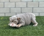 Small #2 English Bulldog