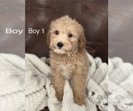 Puppy Puppy 1 Cavapoo